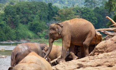 pinnawala elephant orphanage