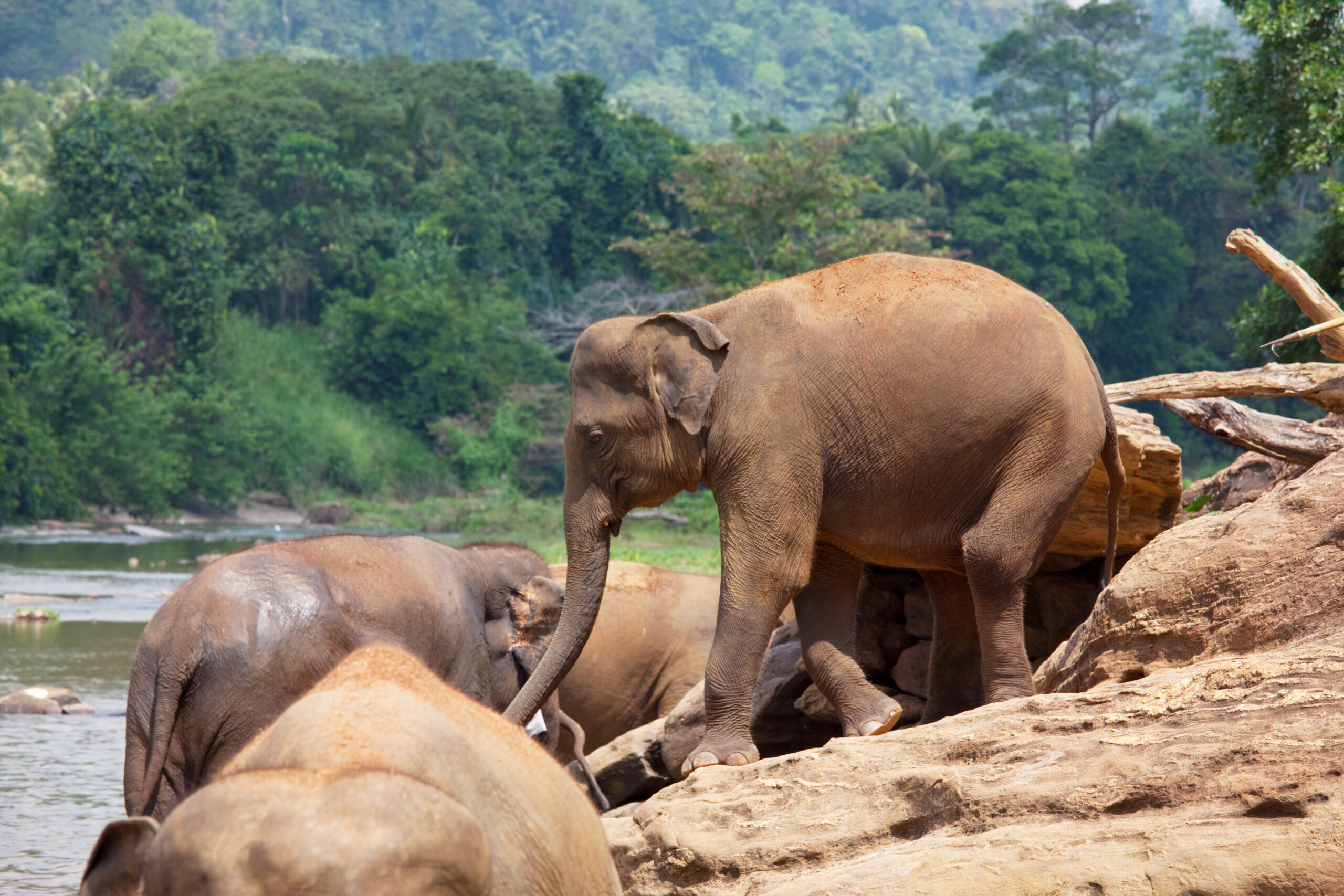pinnawala elephant orphanage