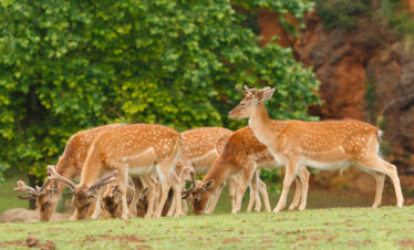 Lakmalmi Holiday Tours